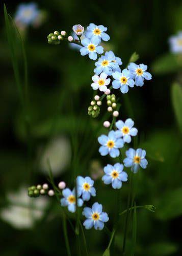 Enchanted Evening Blooms Symphony
